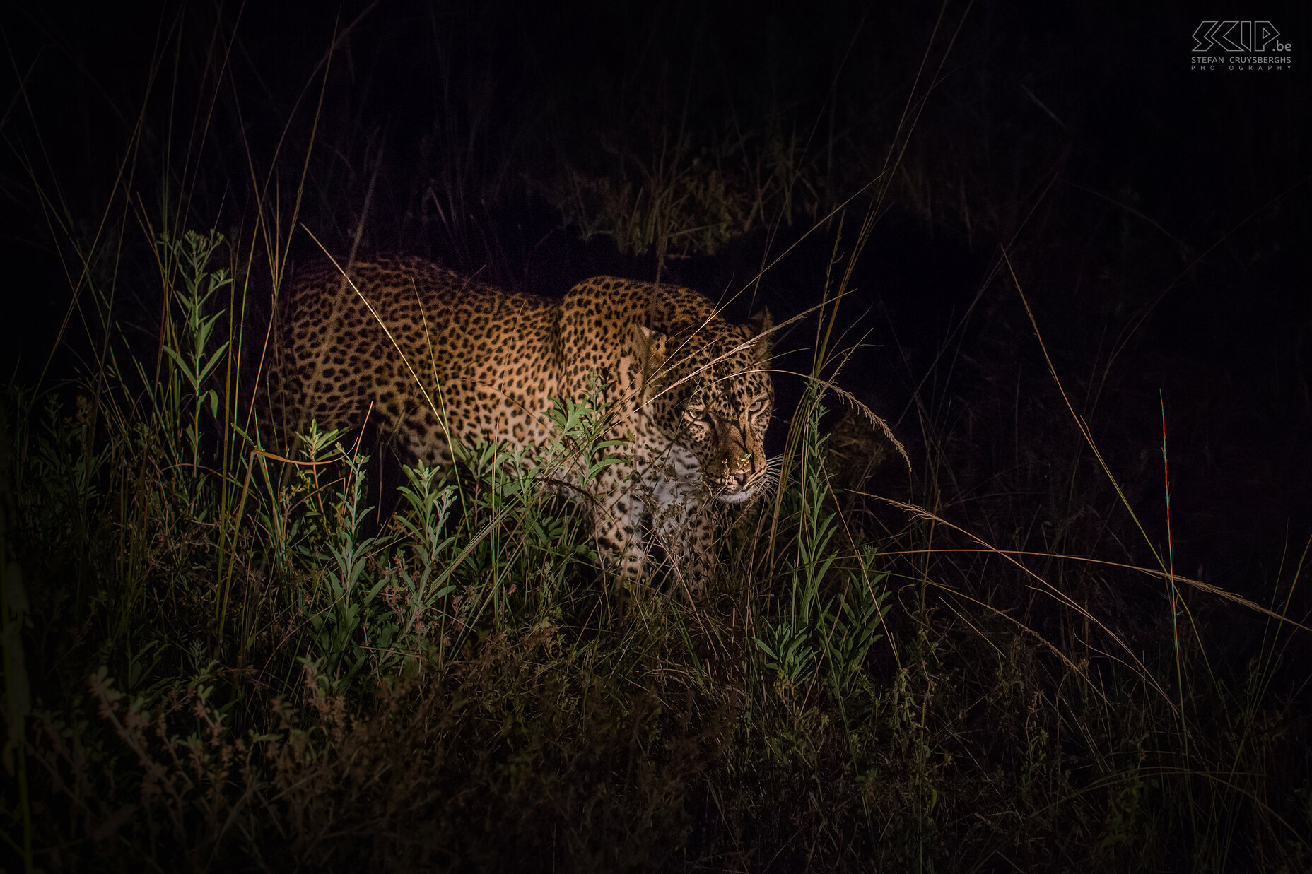 South Luangwa - Challenging leopard While the leopard ‘Alice’ is eating the puku, a second slightly larger male leopard is coming closer. He also wants a piece of meat. This is probably one of her own offspring. They challenge each other and are growling fiercely, but the second leopard finally has to leave. Stefan Cruysberghs